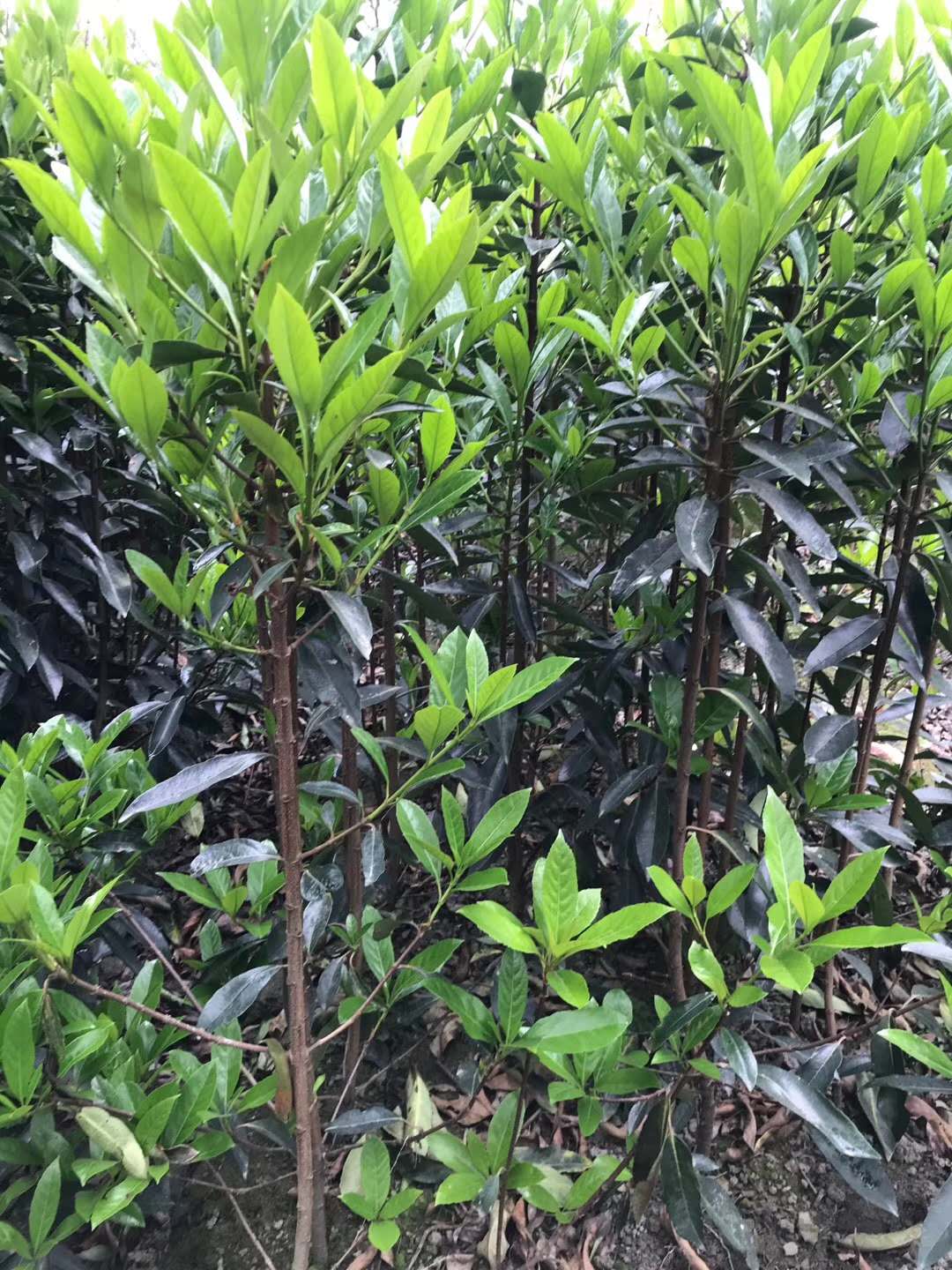 法國冬青價(jià)格表