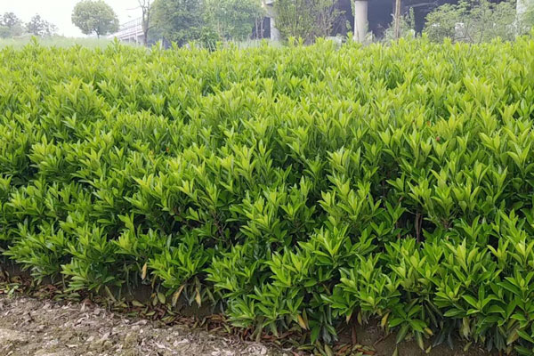 1米高法國冬青價(jià)格說明